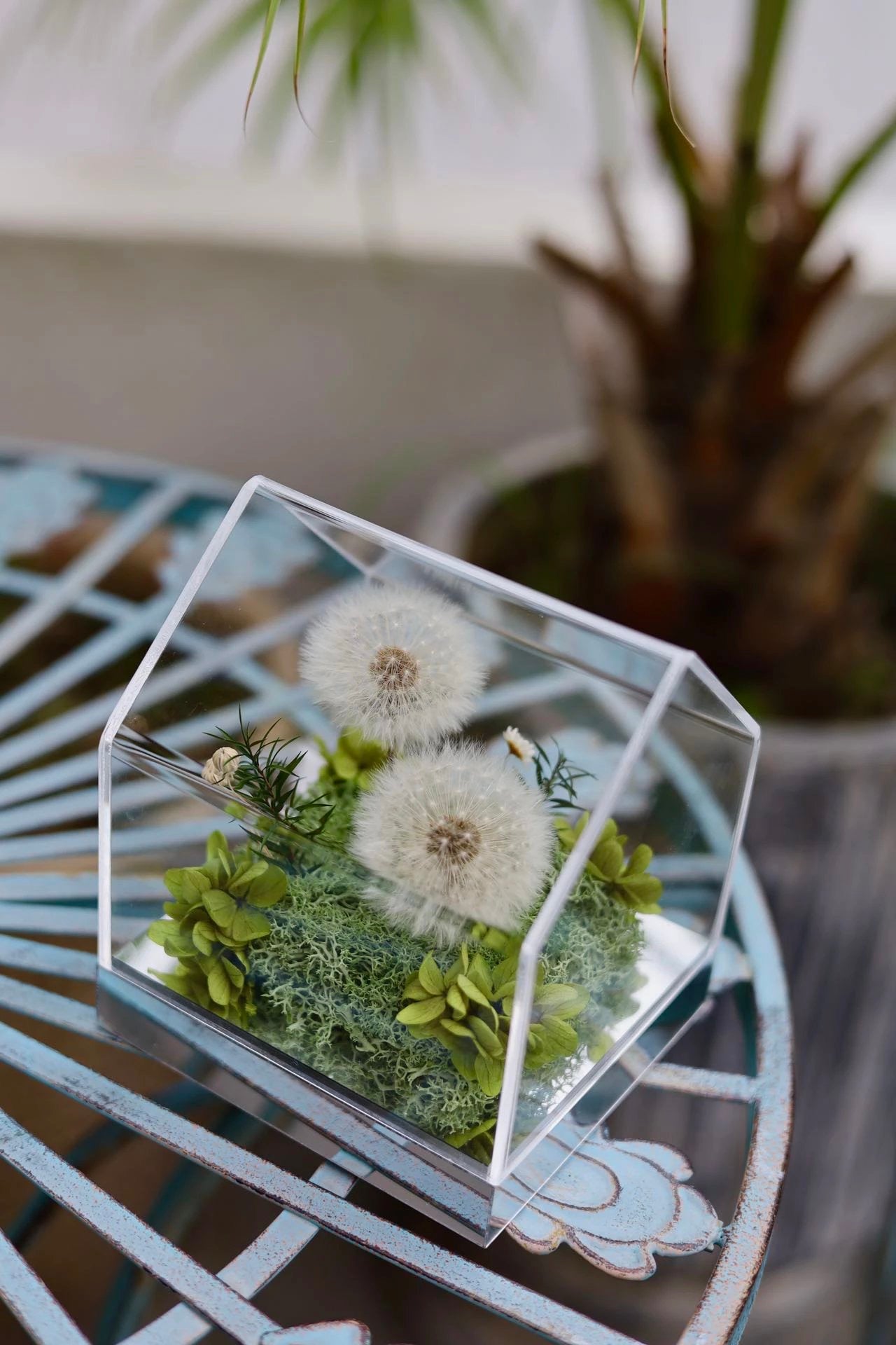 Preserved Dandelion House 永生蒲公英花房｜定格吹不散的願望
