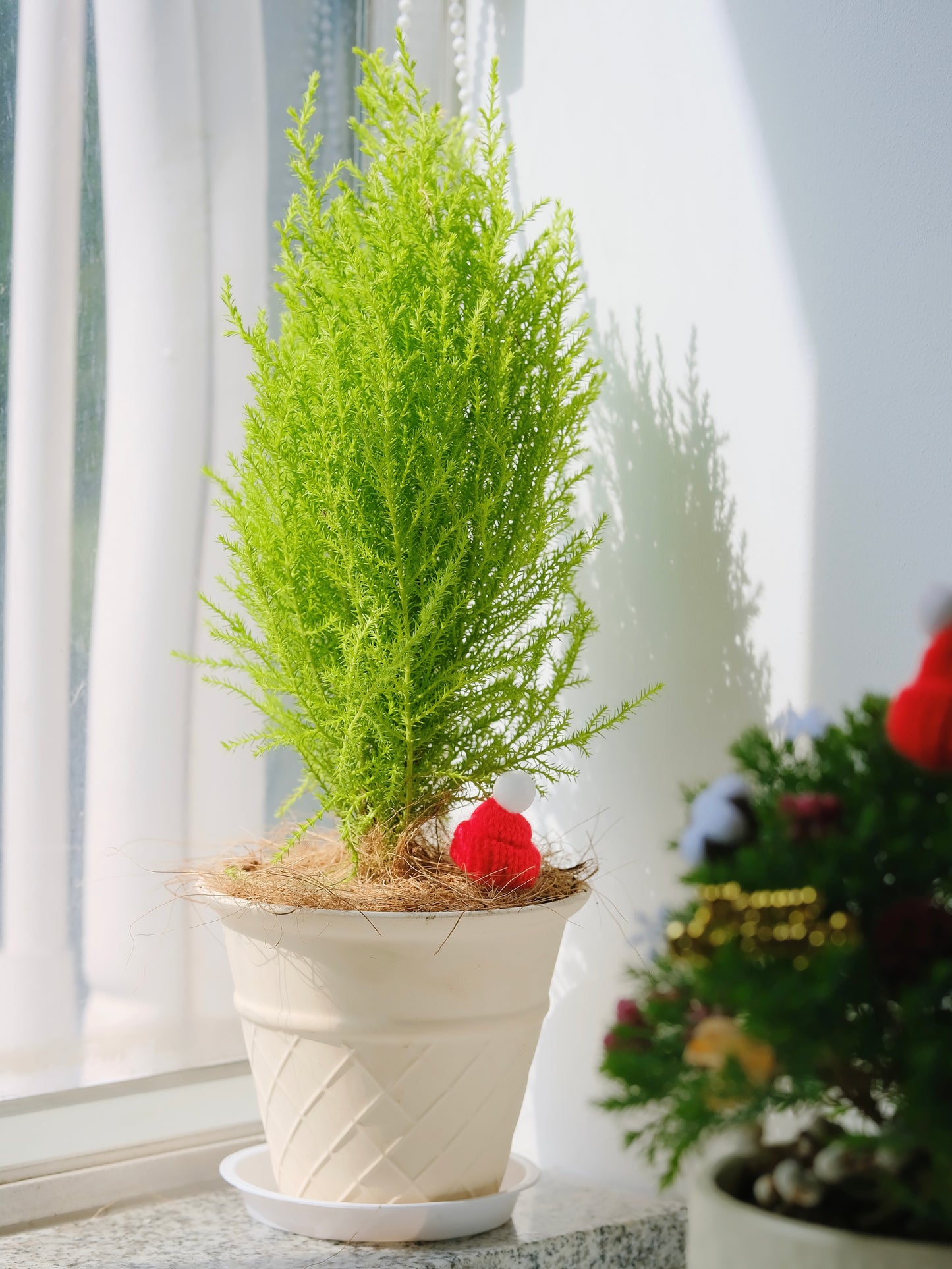 聖誕樹 香松盆栽