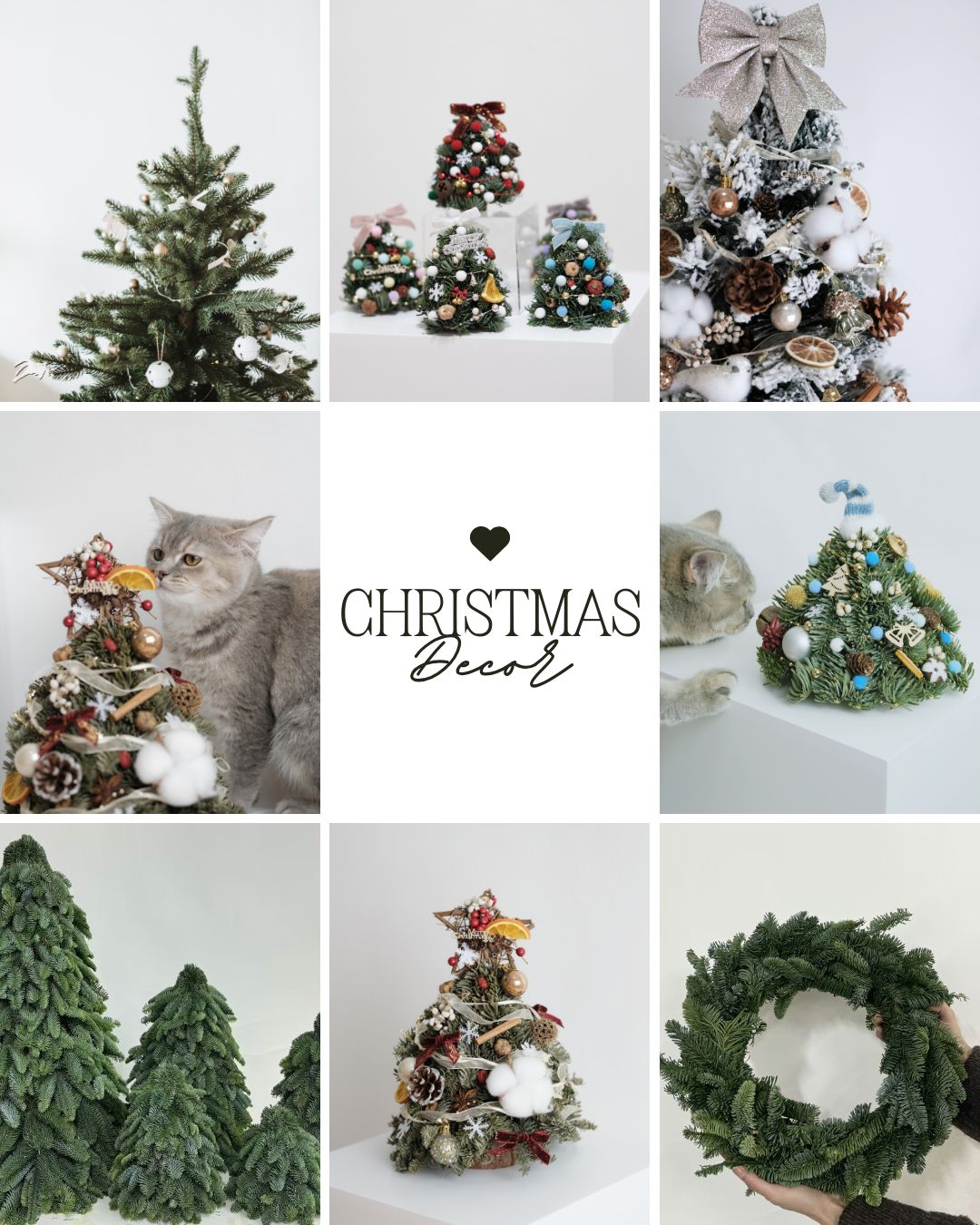 [Early Bird 預訂] 丹麥貴族松聖誕樹/花環(不含裝飾) Denmark Noble Fir Christmas Tree (Without Decoration)