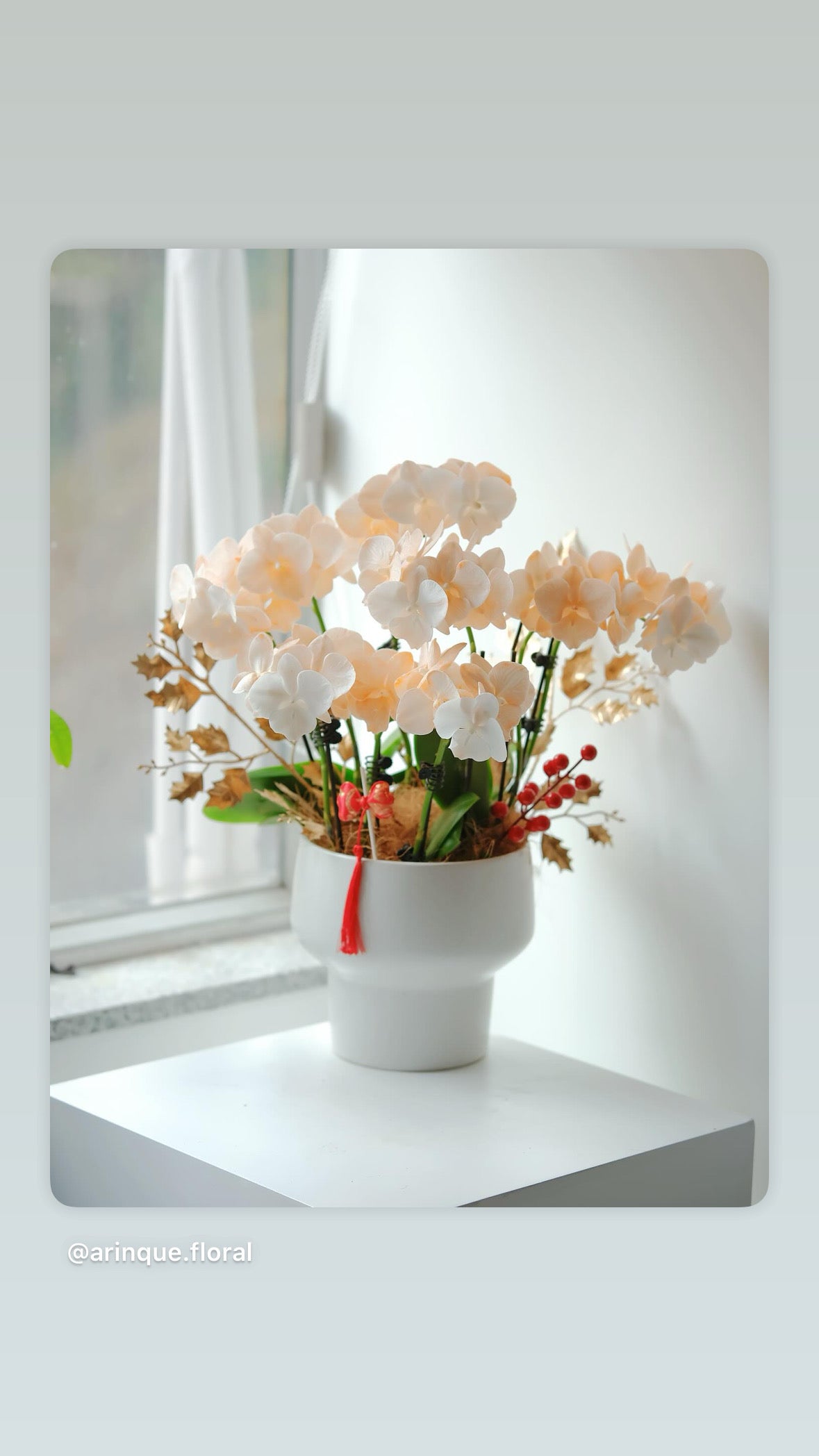 馬卡龍蘭花組盆