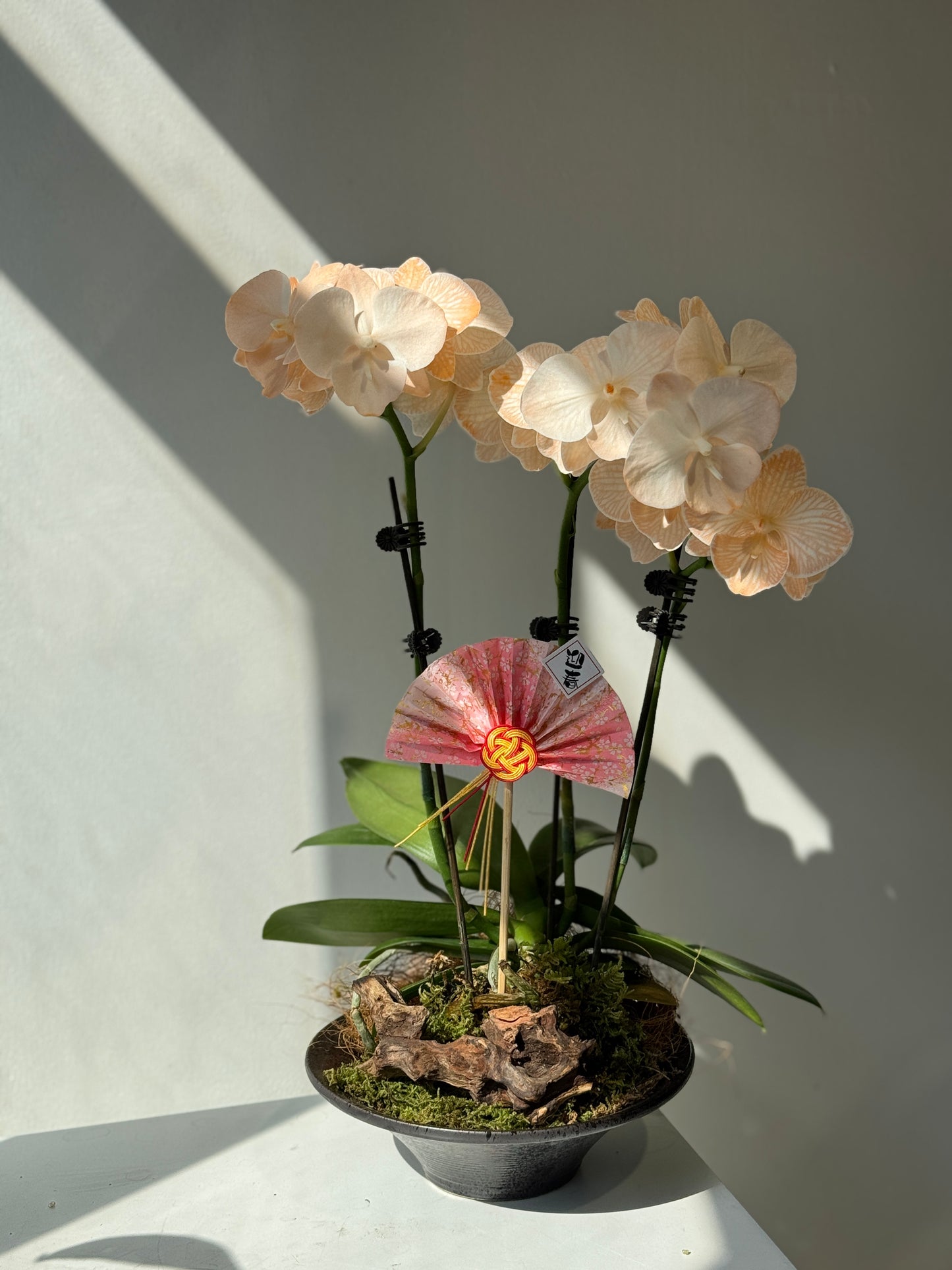 馬卡龍蘭花組盆