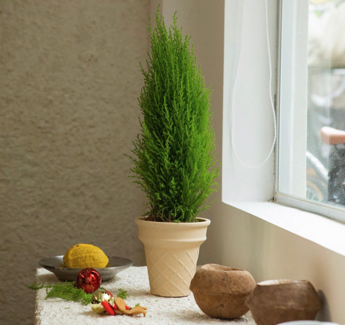 聖誕樹 香松盆栽