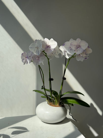 馬卡龍蘭花組盆