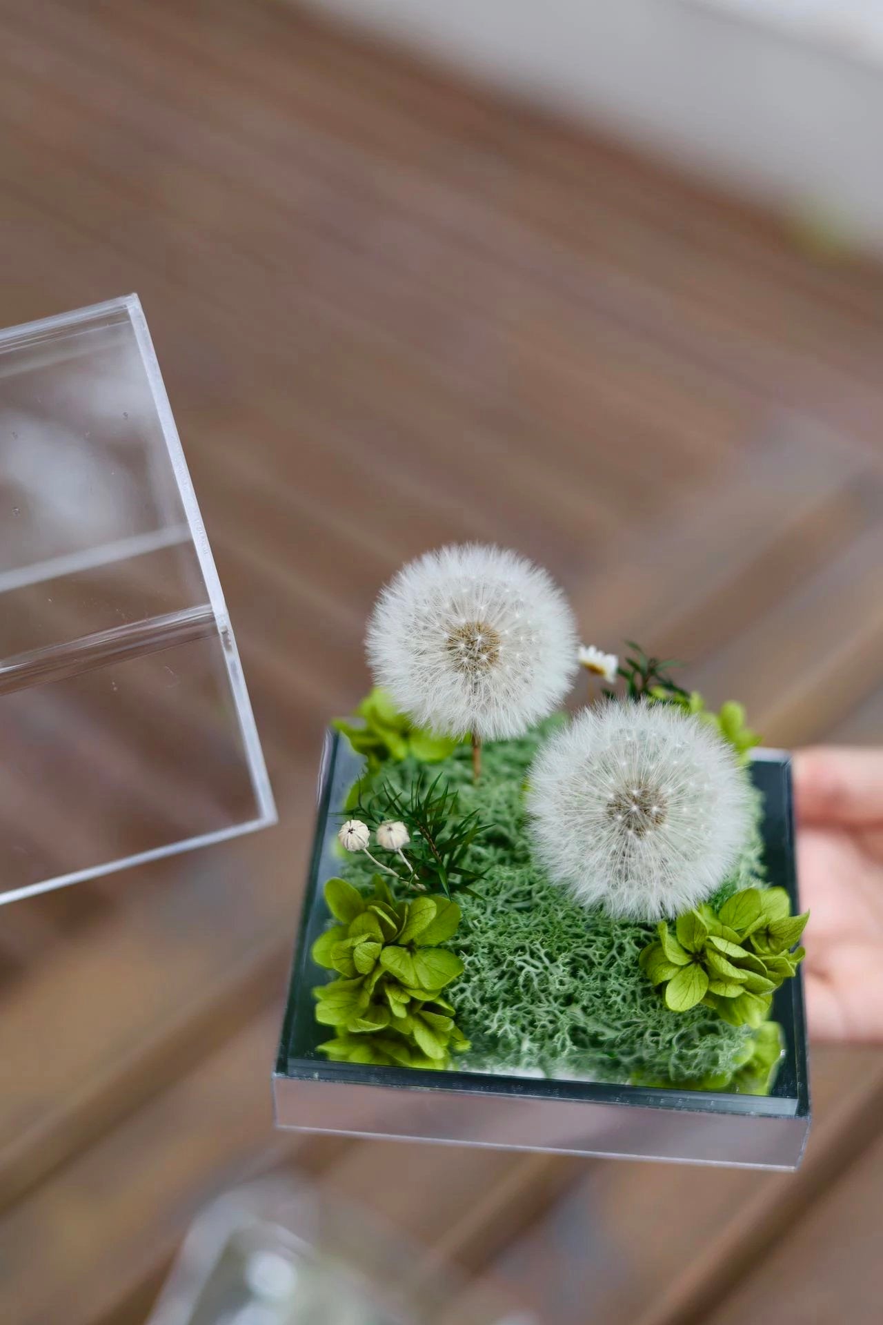 Preserved Dandelion House 永生蒲公英花房｜定格吹不散的願望