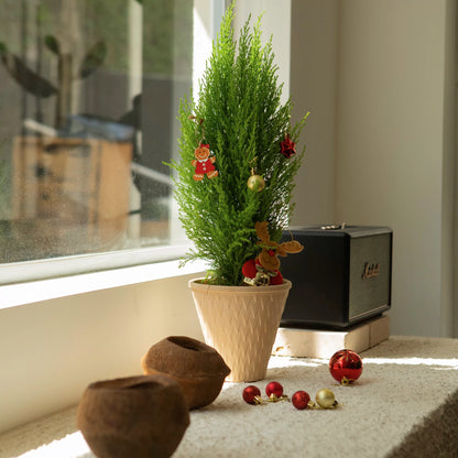 聖誕樹 香松盆栽