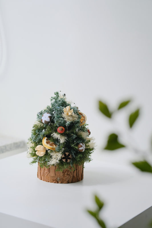 永生雪松 迷你聖誕樹