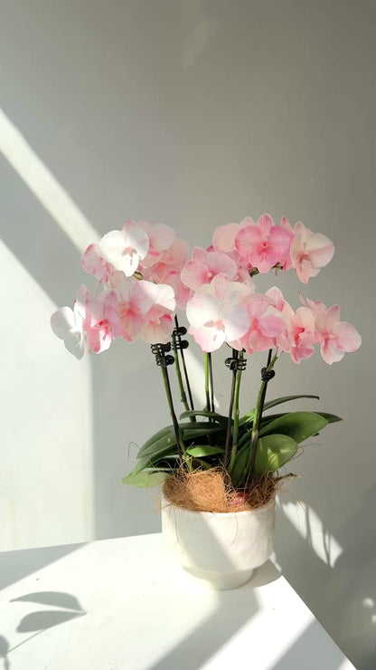 馬卡龍蘭花組盆