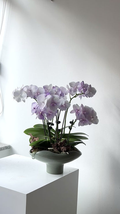 馬卡龍蘭花組盆