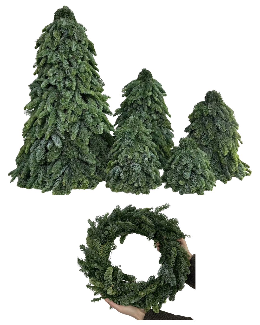 [Early Bird 預訂] 丹麥貴族松聖誕樹/花環(不含裝飾) Denmark Noble Fir Christmas Tree (Without Decoration)